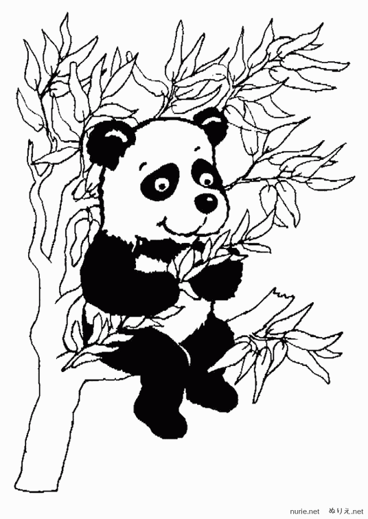 panda-nurie-005
