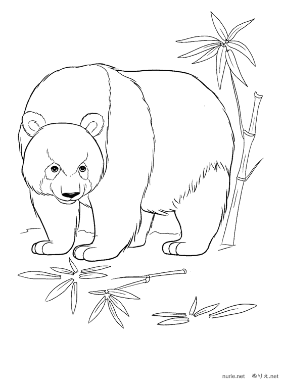 panda-nurie-007
