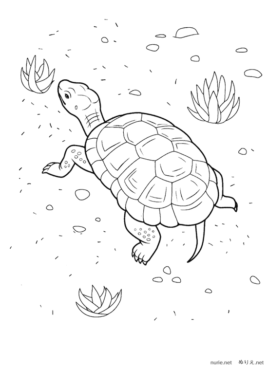 kame-nurie-005.png