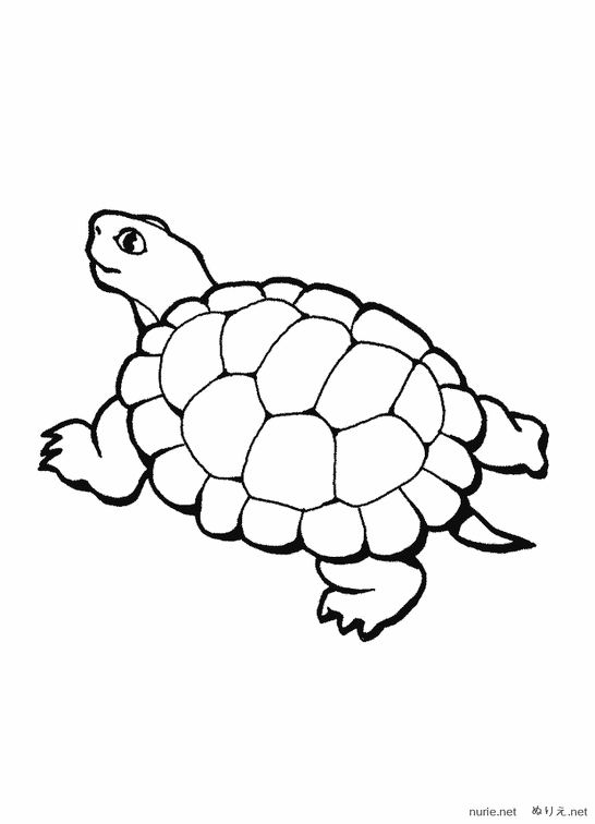 kame-nurie-009.png