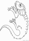 動物