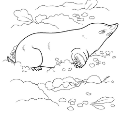 カモノハシ