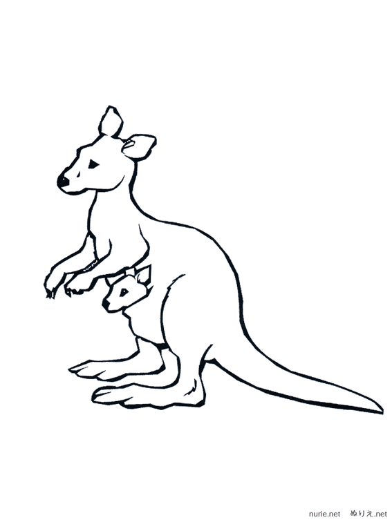 kangaruu-nurie-07.png