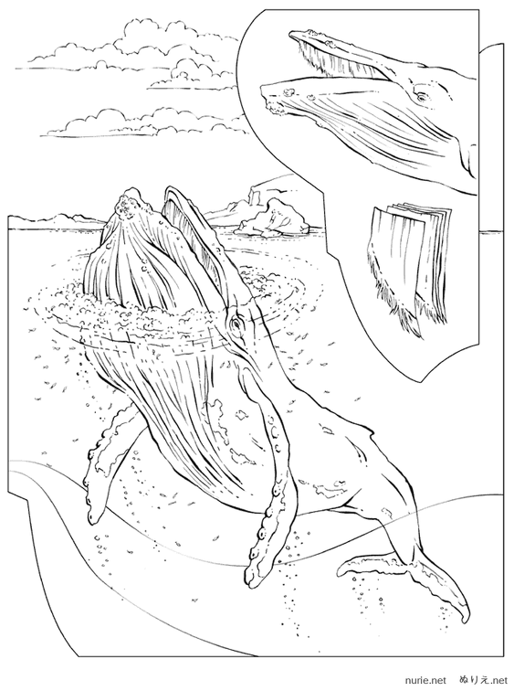 kujira-nurie-06.png