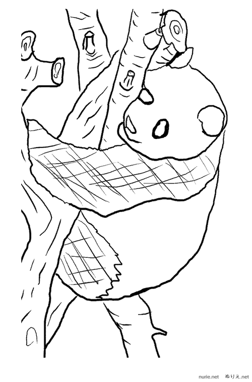 panda-nurie-003.png