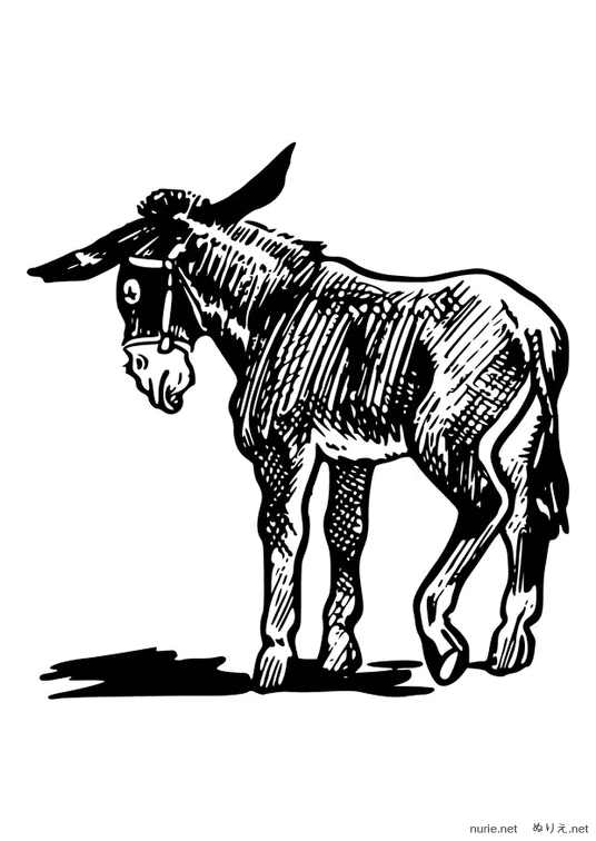roba-nurie-02.png