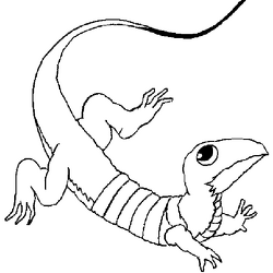 サンショウウオ