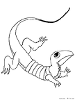 サンショウウオ