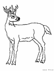 shika-nurie-14