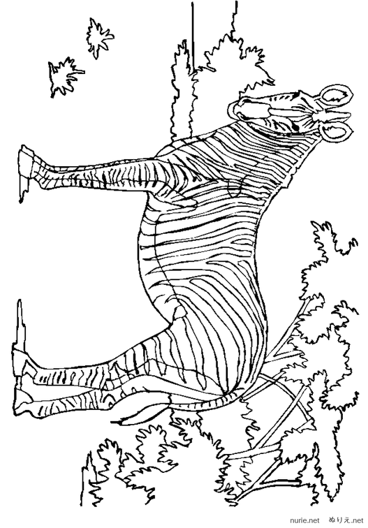 shimauma-nurie-03.png