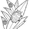 tentoumushi-nurie-004