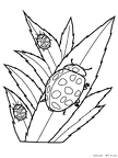 tentoumushi-nurie-004