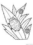 tentoumushi-nurie-013