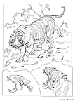 虎