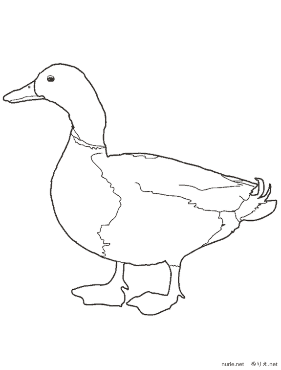 ahiru-nurie-033.png