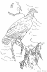 hagetaka-nurie-003