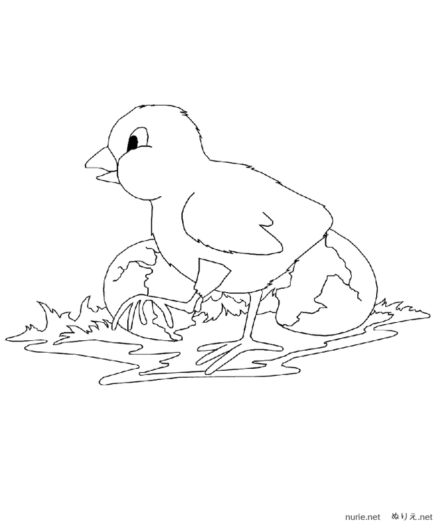 niwatori-nurie-022.png
