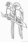 オウム
