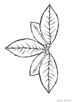 ha-nurie-017