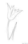 chuurippu-nurie-022