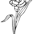 kaaneeshon-nurie-001