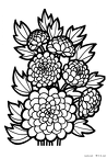 kaaneeshon-nurie-003