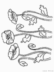 popii-nurie-004