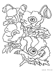 popii-nurie-005