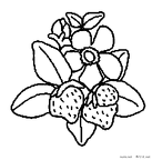 ichigo-nurie-009